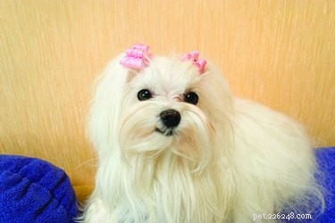 Understanding the Heat Cycle of Maltese Dogs: Key Stages & Responsible Breeding Tips