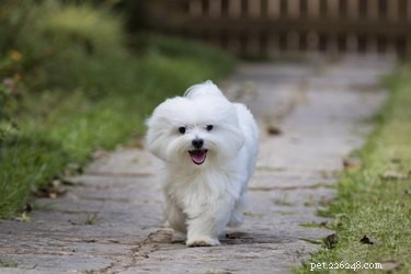 Understanding the Heat Cycle of Maltese Dogs: Key Stages & Responsible Breeding Tips
