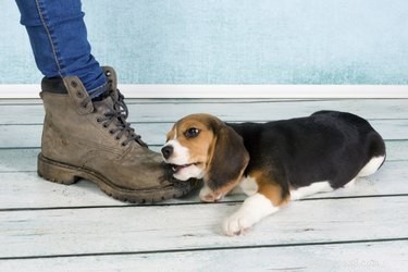 Accurately Determine Your New Puppy’s Age by Examining Teeth