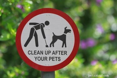 What Dark Orange Dog Stool Reveals About Your Pet s Health
