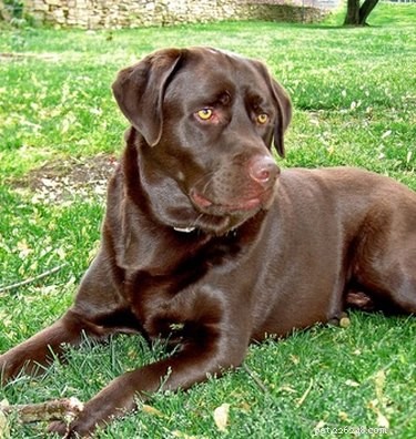 Hydroxyzine in Dogs: Benefits, Uses, and Potential Side Effects