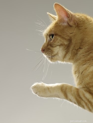 Safe and Effective Essential Oils for Cat Flea Prevention