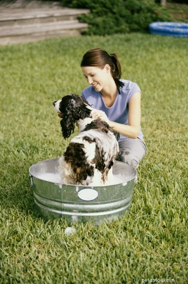 Can Dogs Get Head Lice? A Guide to Canine Lice Infections