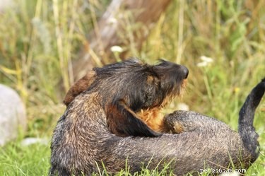 Can Dogs Get Head Lice? A Guide to Canine Lice Infections