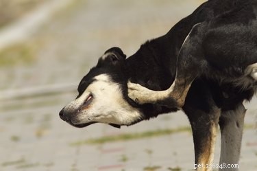 Can Dogs Get Head Lice? A Guide to Canine Lice Infections