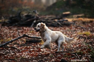 Understanding Drontal Plus: Side Effects and Safety for Your Dog