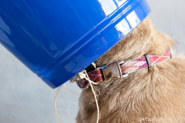 DIY Dog Head Cone: Safeguard Wounds & Speed Healing