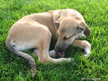 Albon (Sulfadimethoxine) Side Effects in Dogs: What You Need to Know