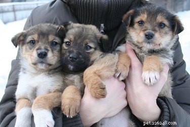 Albon (Sulfadimethoxine) Side Effects in Dogs: What You Need to Know