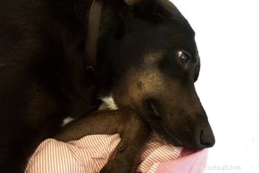 Albon (Sulfadimethoxine) Side Effects in Dogs: What You Need to Know