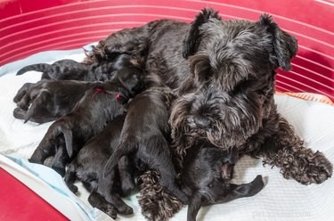 The Anatomy of a Pregnant Dog: Key Organs and Functions