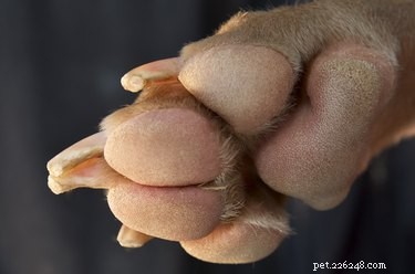 Canine Footpad Disorders: Causes, Symptoms & Treatment