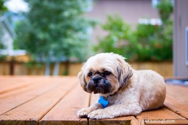 Shih Tzu Eye Care: Recognizing and Preventing Common Problems