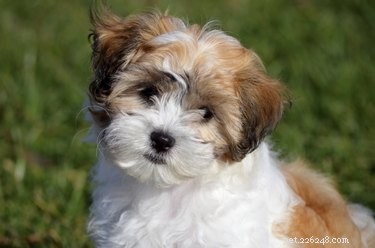 Shih Tzu Eye Care: Recognizing and Preventing Common Problems
