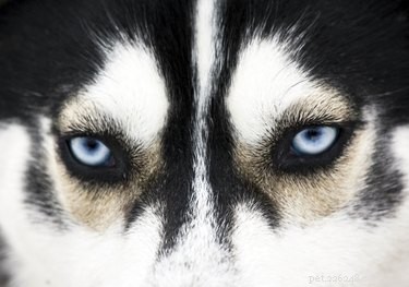 Diclofenac: Safe Uses for Dogs and Veterinary Guidelines