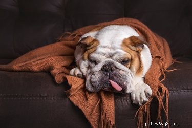 Understanding Elevated Globulin Levels in Dogs: Causes, Symptoms, and Treatment