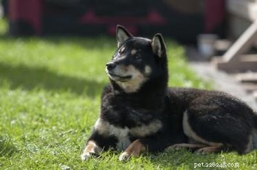 Macrolone for Dogs: Effective Corticosteroid Therapy & Safety Guide