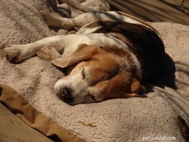 Step‑by‑Step Guide to Safely Clean Carpets After a Parvovirus Outbreak