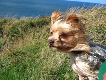 Effective Cough Treatment for Yorkshire Terriers: Causes & Remedies