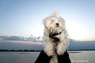 Understanding and Treating Skin Disorders in Maltese Dogs