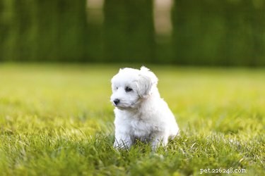Understanding and Treating Skin Disorders in Maltese Dogs