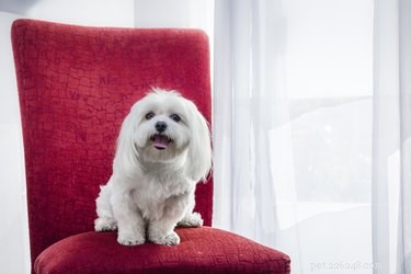 Understanding and Treating Skin Disorders in Maltese Dogs