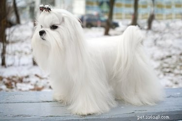 Understanding and Treating Skin Disorders in Maltese Dogs
