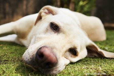 Understanding and Managing Mucous Congestion in Dogs