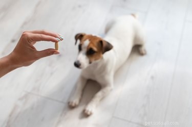How to Safely Give Fish Oil to Dogs for Optimal Health