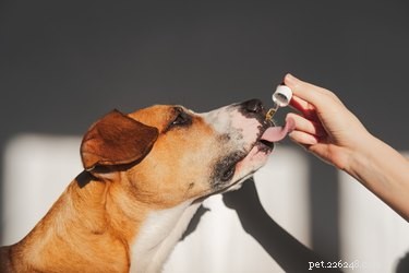 How to Safely Give Fish Oil to Dogs for Optimal Health