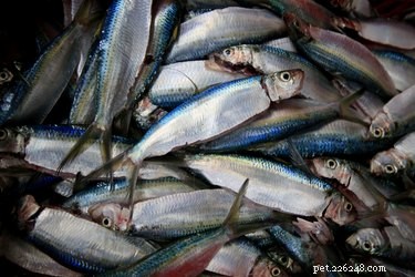 How to Safely Give Fish Oil to Dogs for Optimal Health