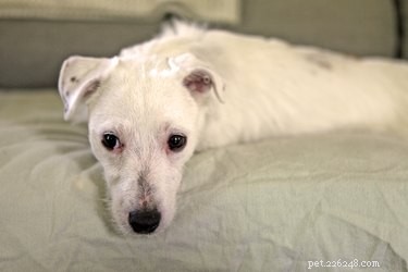 Safe Guide to Administering Kaopectate to Dogs