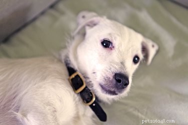 Safe Guide to Administering Kaopectate to Dogs