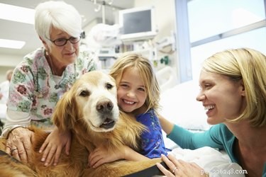 Effective Natural Treatments for Canine Bronchitis