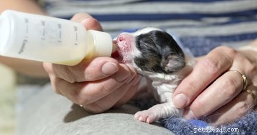 Effective Natural Remedies for Treating Mastitis in Dogs