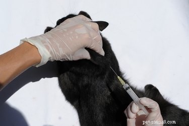 Canine Distemper Vaccines: Side Effects, Risks, and Care Tips