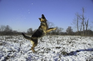 Canine Distemper Vaccines: Side Effects, Risks, and Care Tips