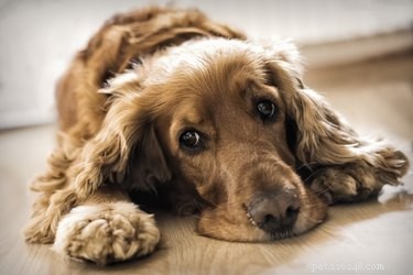Understanding Dog Hair Loss and Bad Odor: Causes & Solutions
