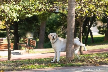Recognizing Low Potassium in Dogs: Key Symptoms & When to Seek Vet Care