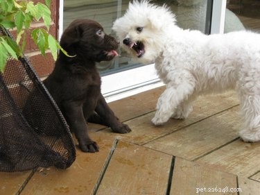 Safe OTC Anxiety Relief for Dogs: Natural Calming Solutions