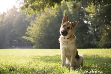 Key Signs Your Dog Is Dying from Parvo – Immediate Action Needed