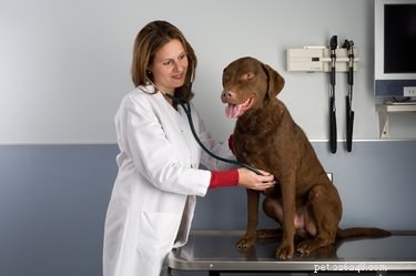 Understanding and Treating Red Belly Sores in Dogs