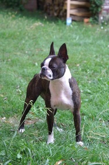 Signs Your Boston Terrier Is Pregnant: A Comprehensive Guide