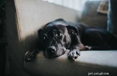 DIY Dog Splint: Step‑by‑Step Guide to Safely Immobilize Your Pet