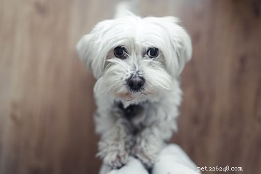 How to Spot Pregnancy in Your Maltese: Signs and Vet Tips