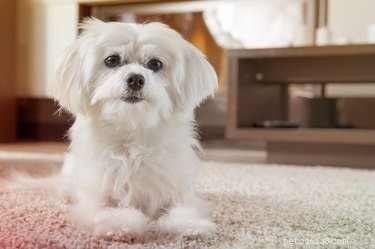 How to Spot Pregnancy in Your Maltese: Signs and Vet Tips