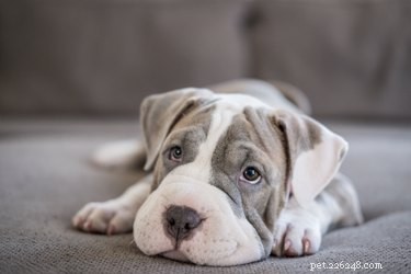 Recognizing Your Dog s Recovery After Deworming
