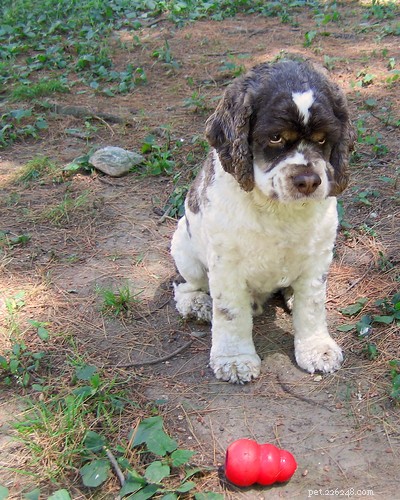 Vanectyl‑P Side Effects in Dogs: What You Need to Know