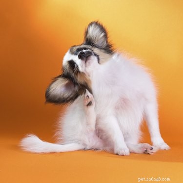Safe Home Remedies to Calm an Itchy Dog