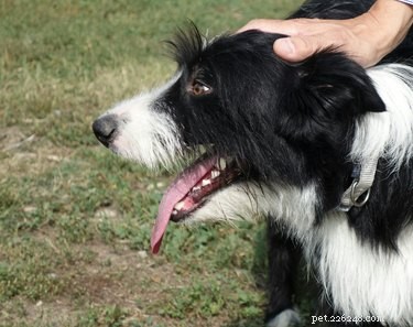 Over-the-Counter Remedies for Managing Dog Seizures